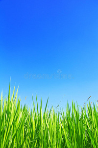 天空背景上的绿草