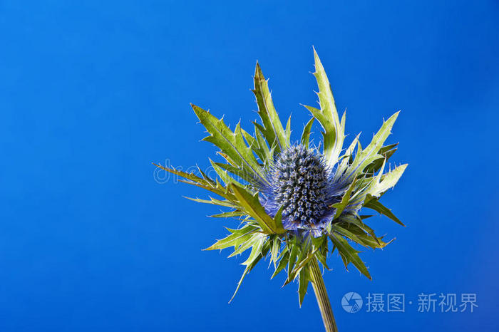 下载小样发票合同问题/举报多刺的花蜘蛛花报春花额尔尼根蓟春花加塞