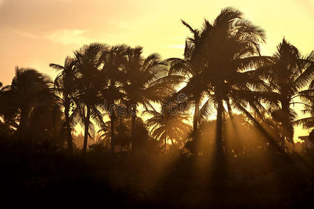夕阳穿过棕榈树