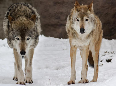 雪景上的两只狼