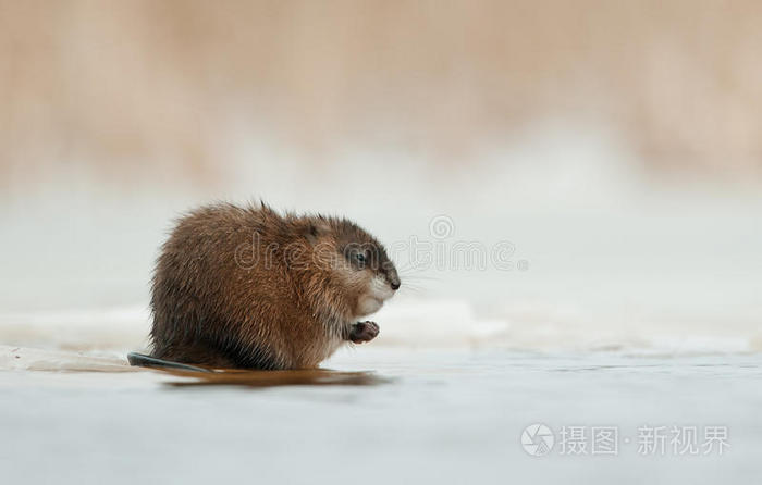 在冰边过冬的麝鼠