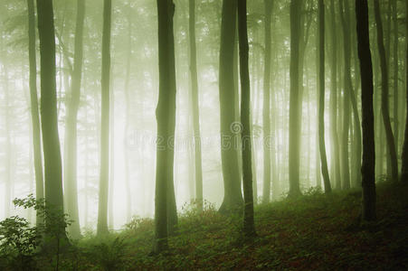 绿色雾图片