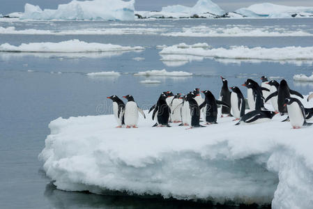 冰上的企鹅。