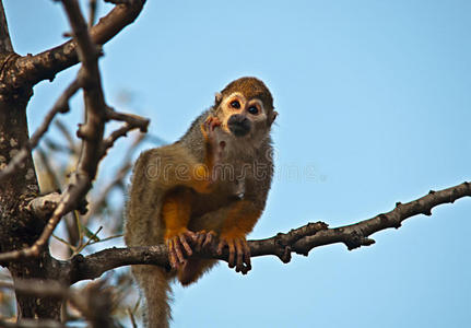 一只可爱的松鼠猴的肖像。