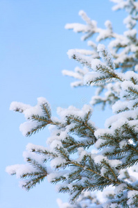 蓝天下白雪覆盖的树