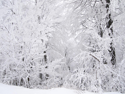 雪林