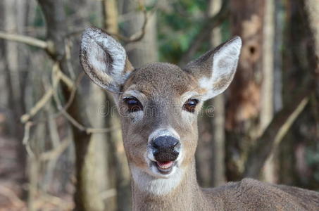 微笑的母鹿