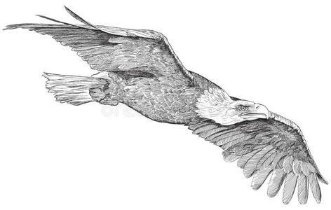 素描画老鹰飞翔图片