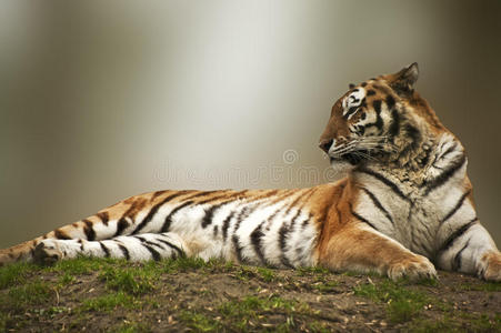 美丽的老虎躺在长满草的河岸上