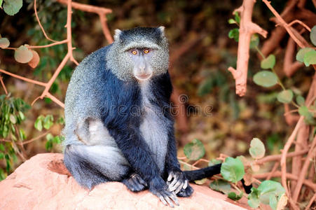 蓝毛猿猴图片
