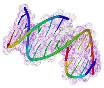 dna分子