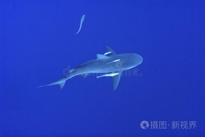 牛鲨俯视图