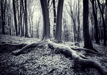 森林中的树根