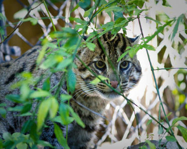 钓鱼猫图片