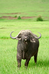 非洲水牛，ngorongoro火山口，坦桑尼亚