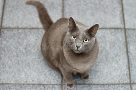 地板上的猫抬头等着