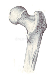 人体解剖学股骨上部