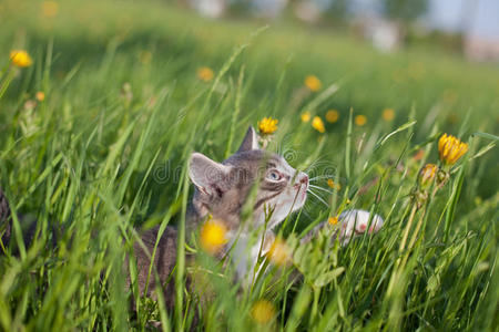 草丛中的小猫