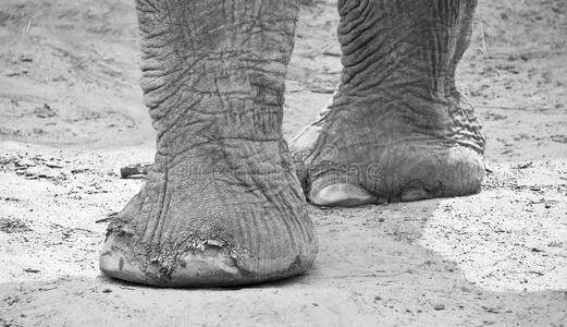 大象的腿和脚照片