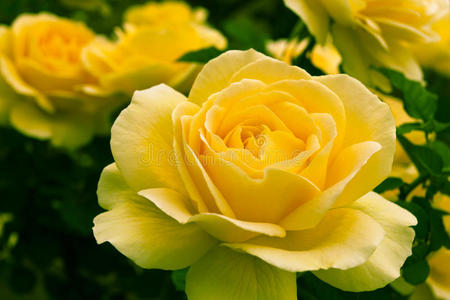 花园里美丽的黄色玫瑰。