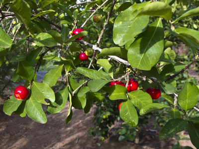 巴西针叶樱桃图片