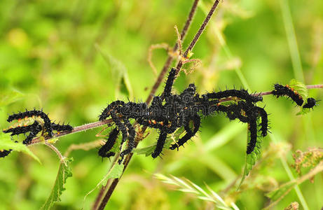 孔雀蝴蝶的毛毛虫图片