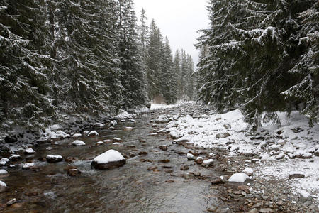 十二月 场景 森林 极端 灌木 全景图 慌乱 季节 降雪