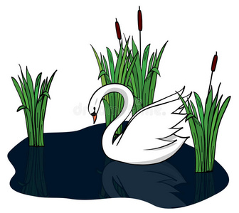 白天鹅的翅膀黑湖上的白天鹅-矢量照片