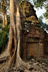 丛林中的寺庙