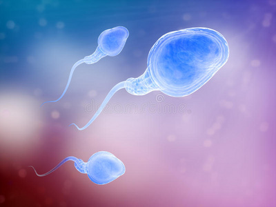 三个精子细胞