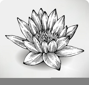 睡莲海报白睡莲手绘照片