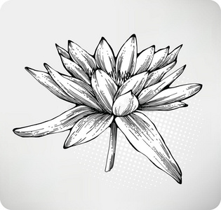 睡莲海报花白睡莲手绘照片