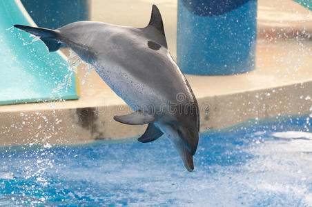 海豚跳跃
