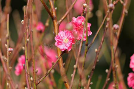 桃花