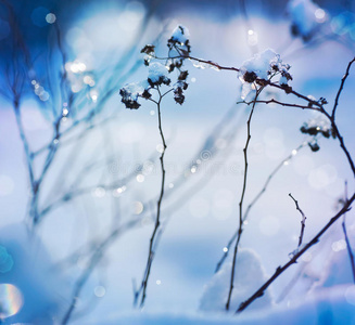 冬季艺术设计。雪