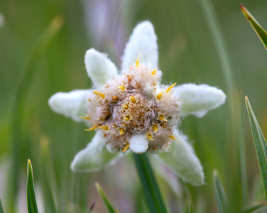 雪绒花特写