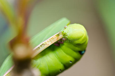 绿色自然中的蠕虫