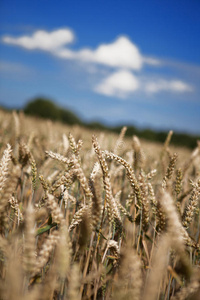 地里的小麦