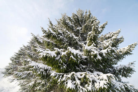 雪白的冷杉。