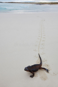 加拉帕戈斯海洋鬣蜥