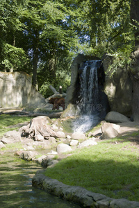 瀑布边的棕熊