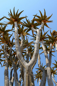 纳米布沙漠中的箭袋树芦荟