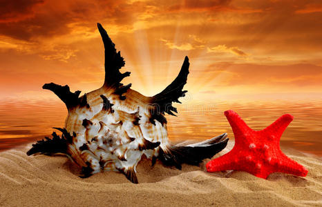 海星海螺图片
