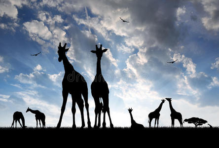 夕阳下的长颈鹿图片