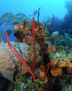 潜水者和珊瑚礁