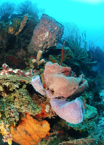 珊瑚和海绵