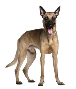 berger malinois，3岁，站立