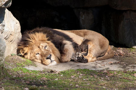 休息的印度狮子
