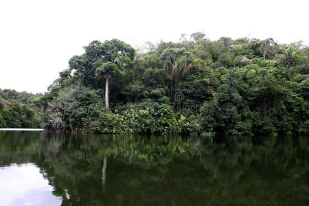 雨林亚马逊河