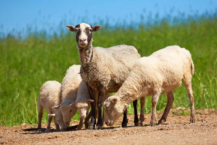 绵羊和羔羊